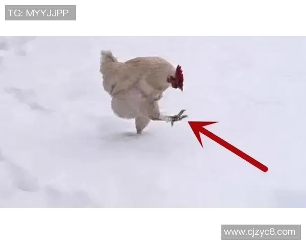 曾在镜头前啃生鸡,埃弗拉:是挺厌恶的,我懊悔拍了那段视频